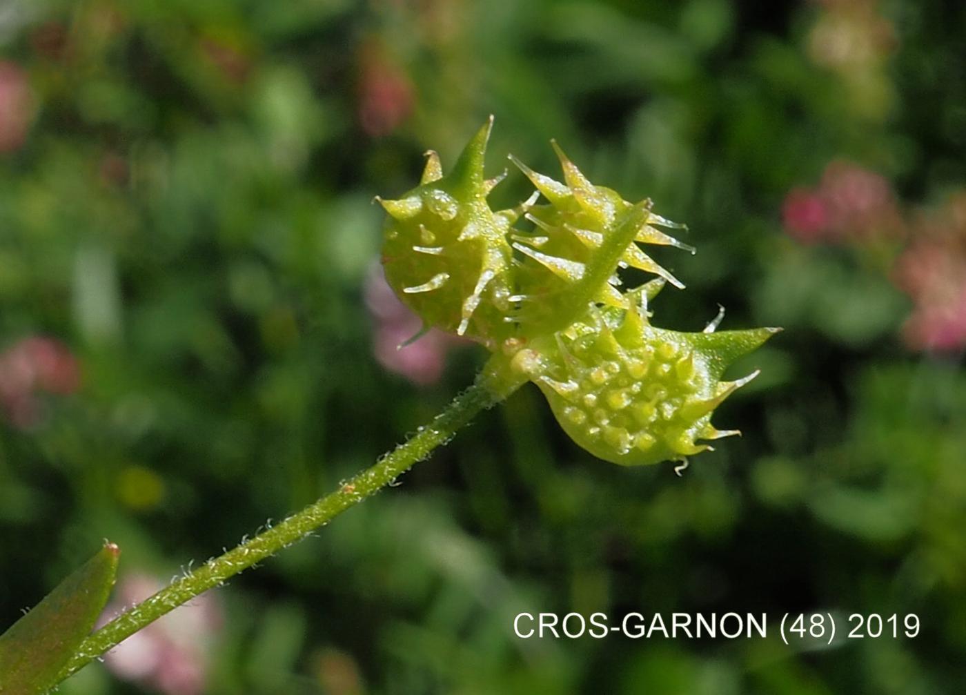 Buttercup, Corn fruit